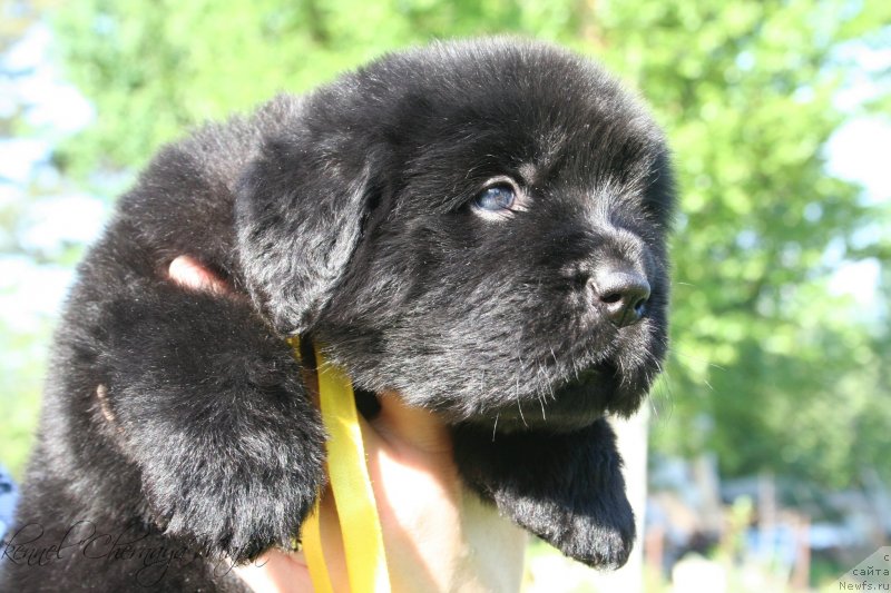 Фотография № 126948