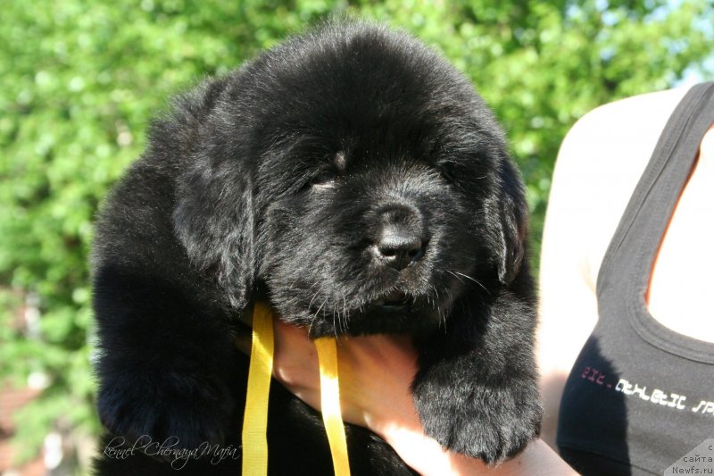 Фотография № 126949