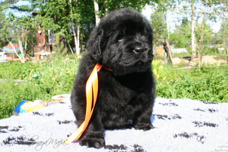 Фотография № 126950