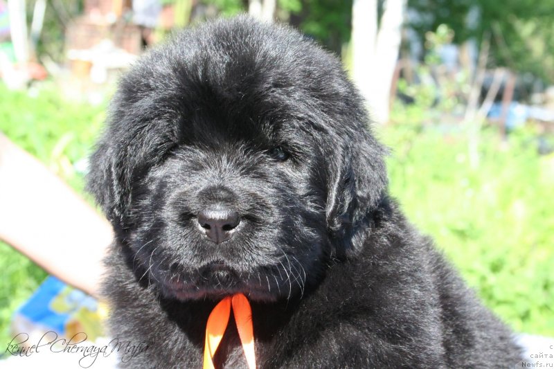 Фотография № 126957