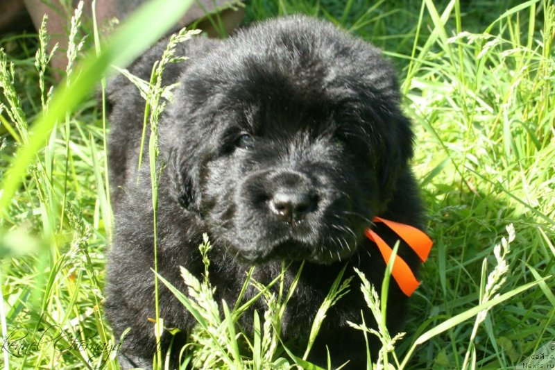 Фотография № 126962