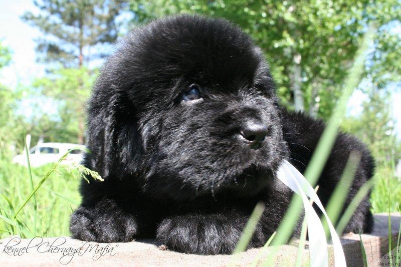Фото: ньюфаундленд Chernaya Mafia Maybe She Will (Черная Мафия Маубе Ше Вилл)