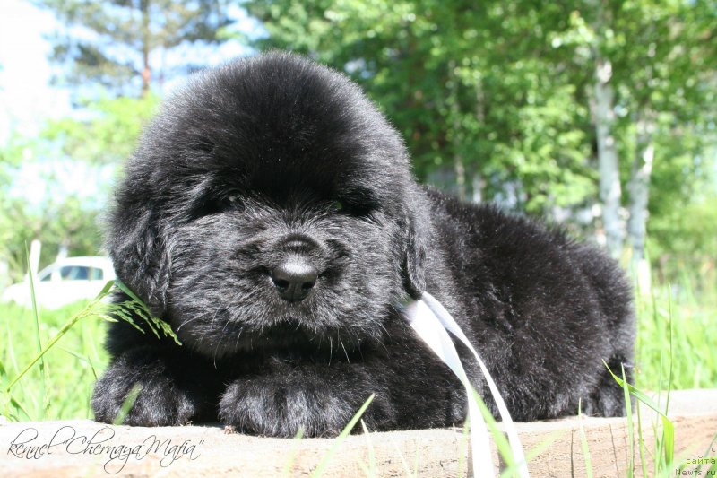 Фото: ньюфаундленд Chernaya Mafia Maybe She Will (Черная Мафия Маубе Ше Вилл)