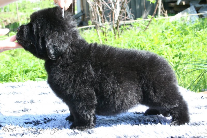 Фото: ньюфаундленд Chernaya Mafia Maybe She Will (Черная Мафия Маубе Ше Вилл)