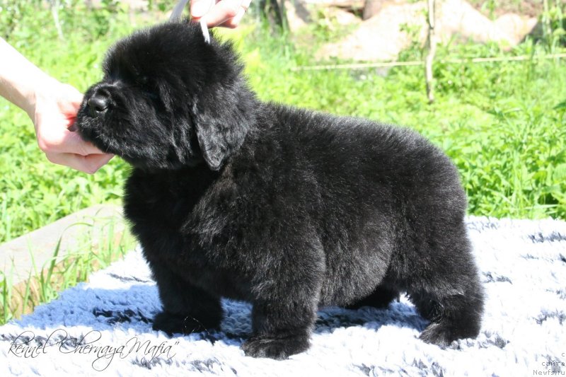 Фотография № 126972