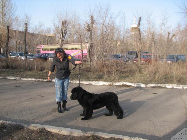 Фото: ньюфаундленд Rokot Volny Varga Kara Ayular (Рокот Волны Варга Кара Аюлар), Аселя