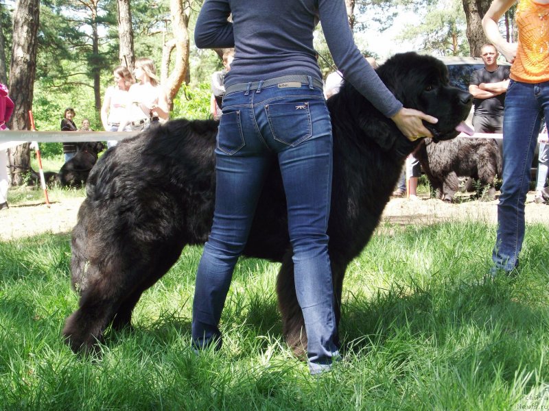 Фото: ньюфаундленд Tsvetnoj Son Kas Bolshoj Malysh