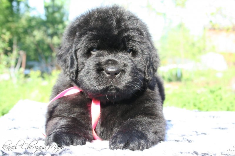 Фотография № 126981