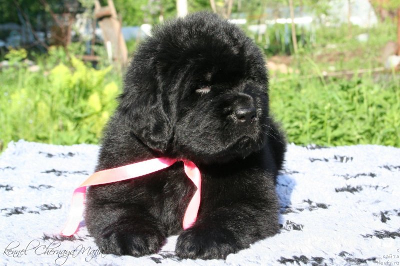 Фотография № 126984