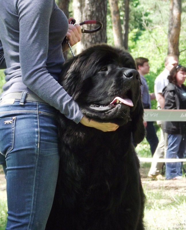 Фото: ньюфаундленд Tsvetnoj Son Kas Bolshoj Malysh