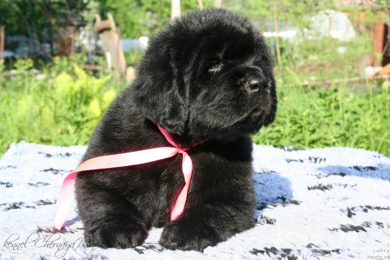 Фото: ньюфаундленд Chernaya Mafia Make the Most of Now (Черная Мафия Маке Тхе Мост оф Нов)