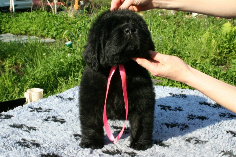 Фото: ньюфаундленд Chernaya Mafia Make the Most of Now (Черная Мафия Маке Тхе Мост оф Нов)