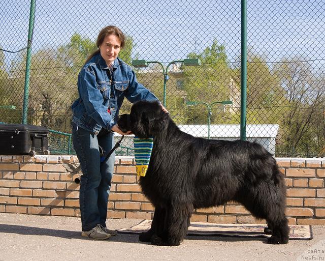 Фото: Nadejda Momot (Надежда Момот), ньюфаундленд Ygan s Toyanova Gorodka (Юган с Тоянова Городка)