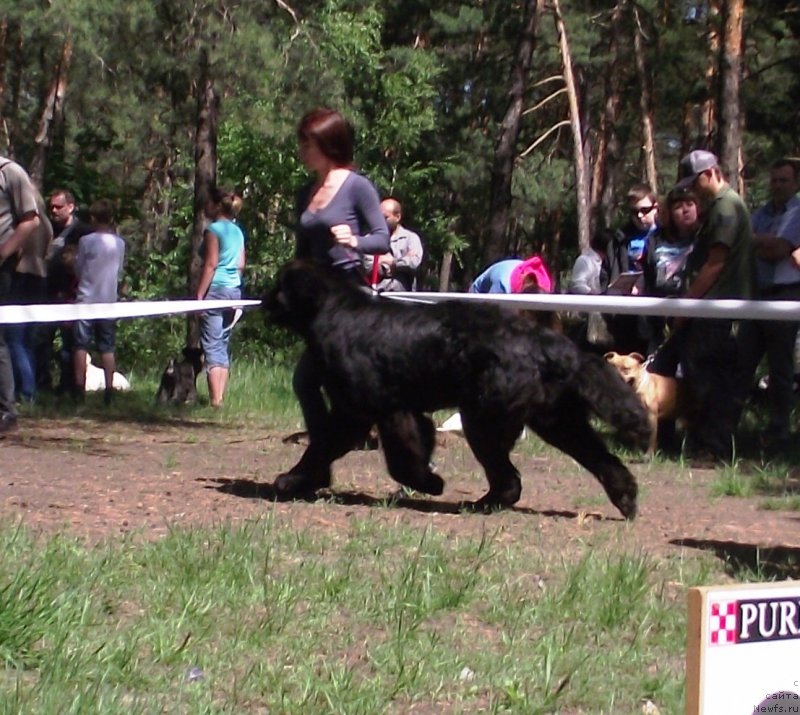 Фото: ньюфаундленд Tsvetnoj Son Kas Bolshoj Malysh