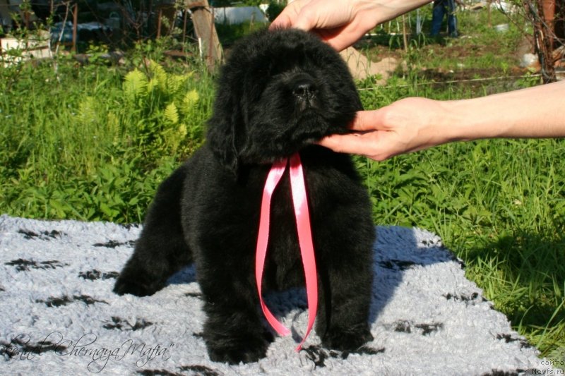 Фотография № 126992