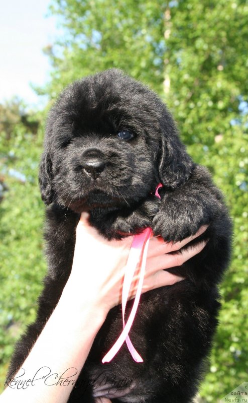 Фотография № 126996