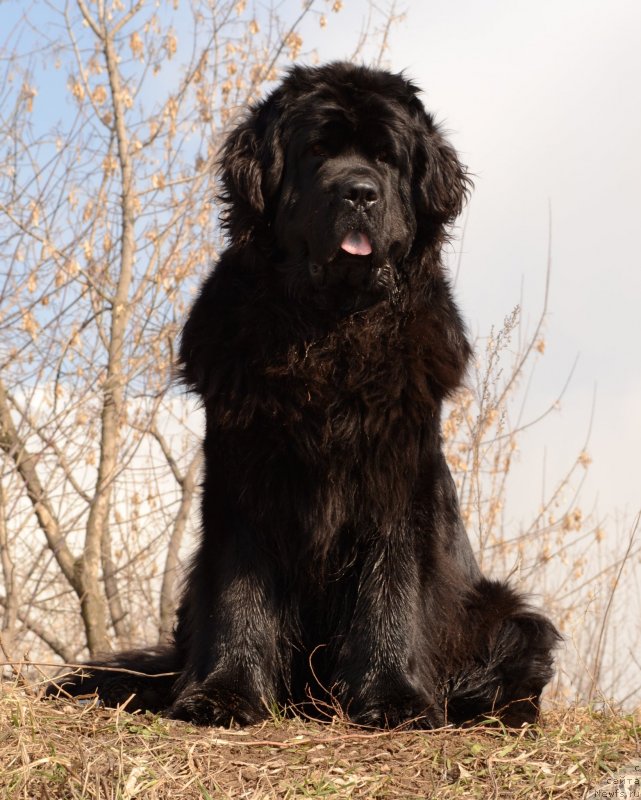Фото: ньюфаундленд Myedjikal Oushen Evdokiya (Мэджикал Оушен Евдокия)