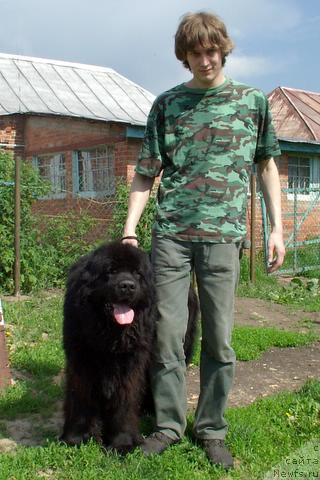 Фото: ньюфаундленд Velikiy Medved' Beguschiy po Volnam (Великий Медведь Бегущий по Волнам), Evgeniy Nenaglyadov (Евгений Ненаглядов)