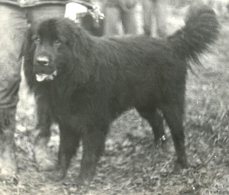 Фото: ньюфаундленд Dendi (Денди)