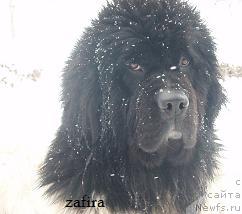 Фото: ньюфаундленд Zafira Faundland