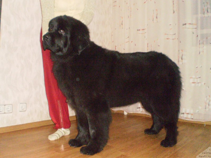 Фото: ньюфаундленд Dushechka Sonya Bolshoj Malysh
