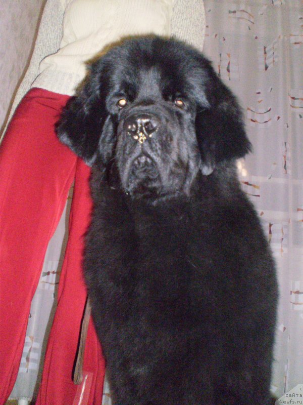 Фото: ньюфаундленд Dushechka Sonya Bolshoj Malysh
