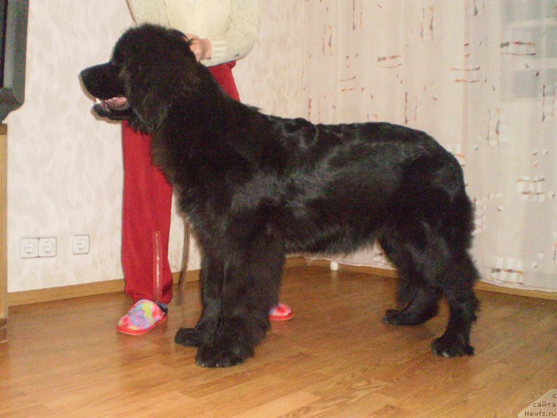 Фото: ньюфаундленд Tsennaya Shtuchka Zaan Bolshoj Malysh