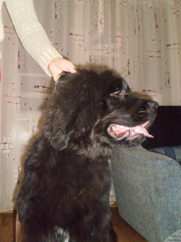 Фото: ньюфаундленд Tsennaya Shtuchka Zaan Bolshoj Malysh