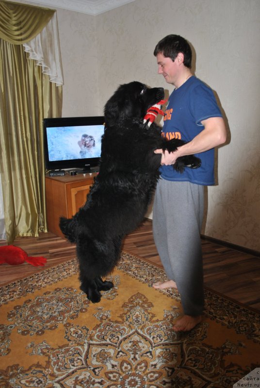 Фото: ньюфаундленд Tsentral'nyj Zaschitnik Halk Bolshoj Malysh