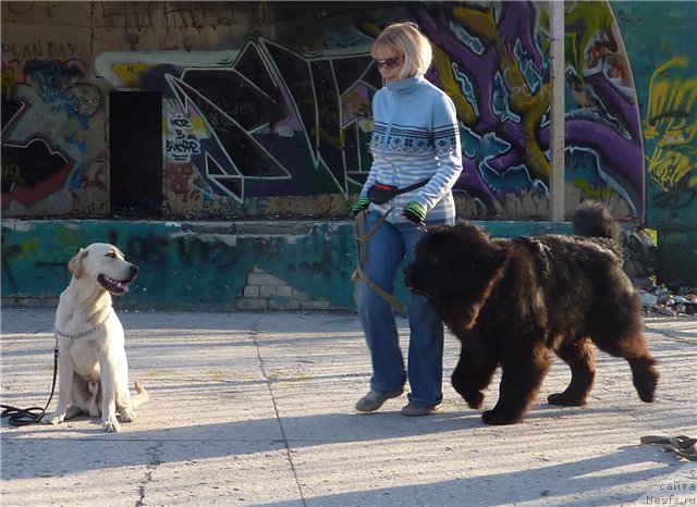 Фото: ньюфаундленд Tselitel Dushi Din Bolshoj Malysh