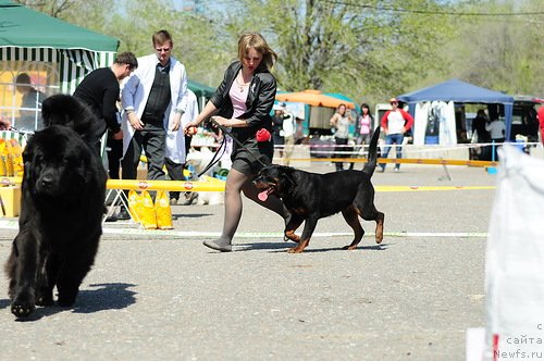 Фото: ньюфаундленд Tselitel Dushi Din Bolshoj Malysh