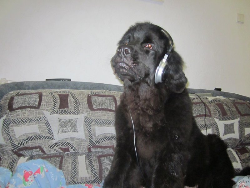 Фото: ньюфаундленд Tselitel Dushi Din Bolshoj Malysh