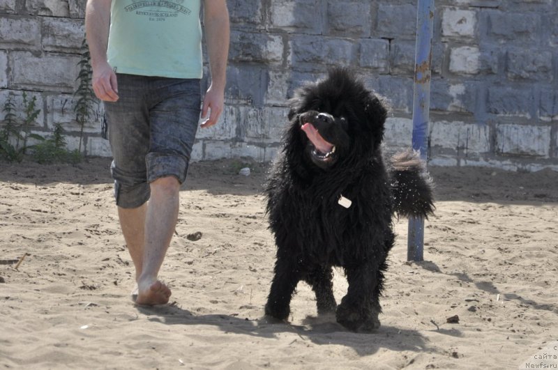 Фото: ньюфаундленд Skazochnaya Kroha Nerian (Сказочная Кроха Нериан)