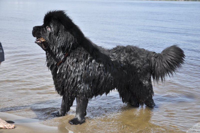 Фото: ньюфаундленд Skazochnaya Kroha Nerian (Сказочная Кроха Нериан)