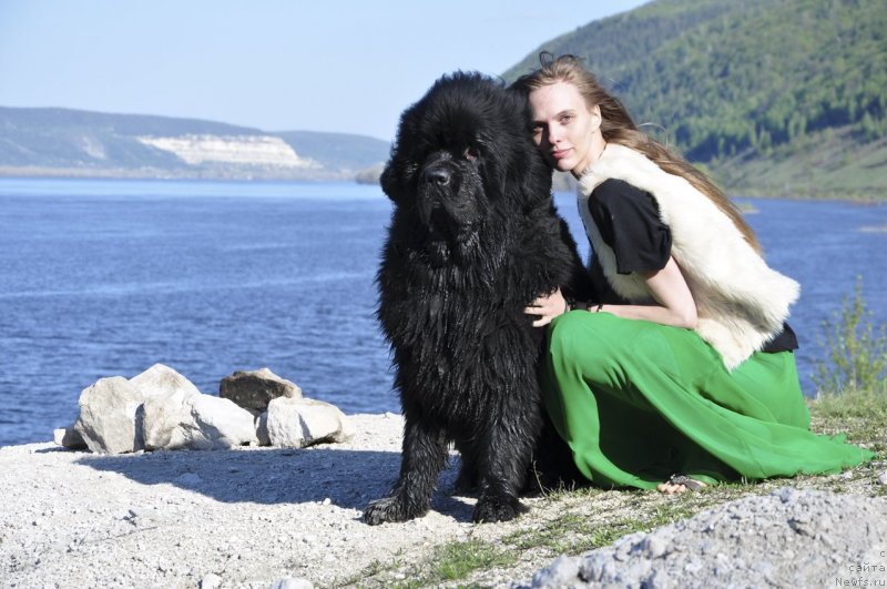 Фото: ньюфаундленд Skazochnaya Kroha Nerian (Сказочная Кроха Нериан)