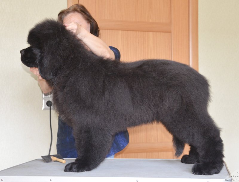 Фото: ньюфаундленд Beguschaya po Volnam Elvis (Бегущая по Волнам Елвис)