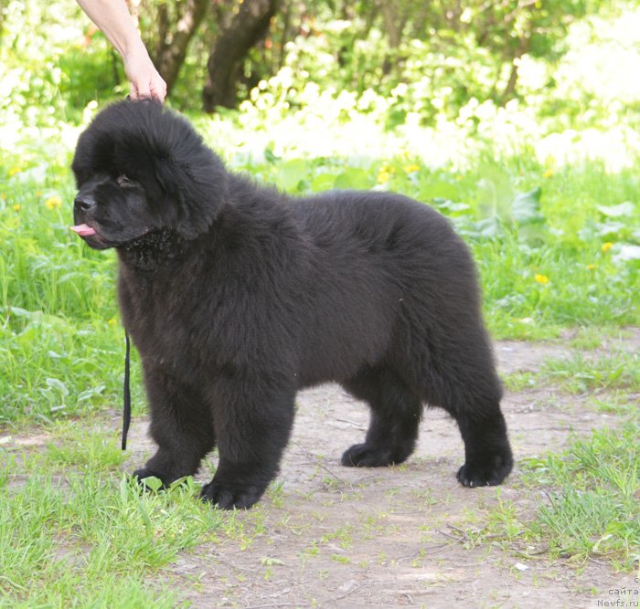 Фото: ньюфаундленд Beguschaya po Volnam Elvis (Бегущая по Волнам Елвис)