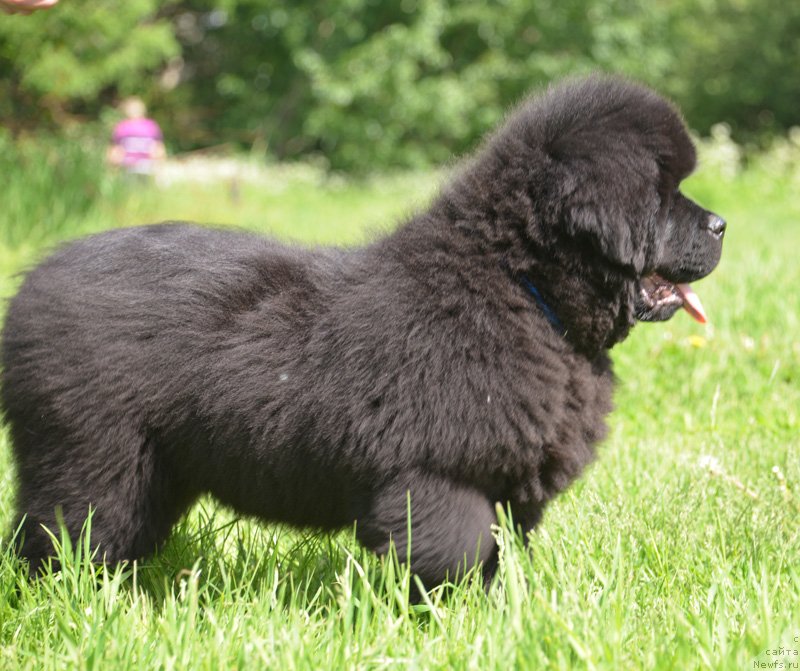 Фото: ньюфаундленд Beguschaya po Volnam Elvis (Бегущая по Волнам Елвис)