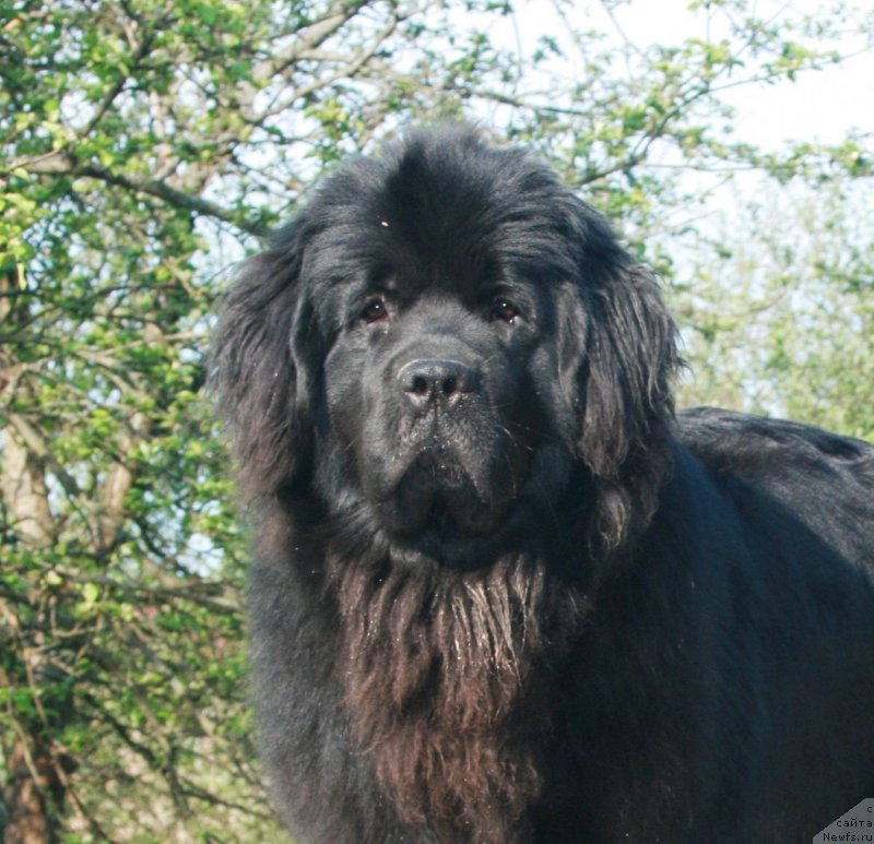 Фото: ньюфаундленд Sotkana iz Tsvetov Kara Deniz (Соткана из Цветов Кара Дениз)