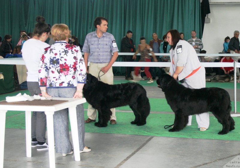 Фото: ньюфаундленд Dikovinka Tasha Bolshoj Malysh, ньюфаундленд Sotkana iz Tsvetov Kara Deniz (Соткана из Цветов Кара Дениз)