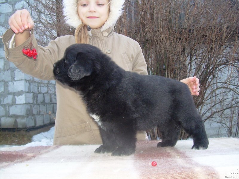 Фото: ньюфаундленд Velyke Malyatko Vidvazhna Charivna Tatoshka