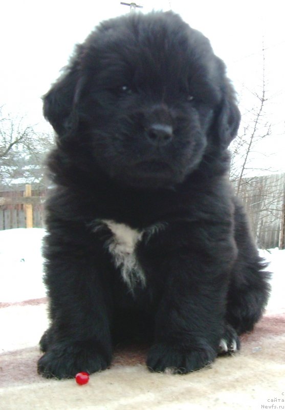 Фото: ньюфаундленд Velyke Malyatko Vidvazhna Charivna Tatoshka