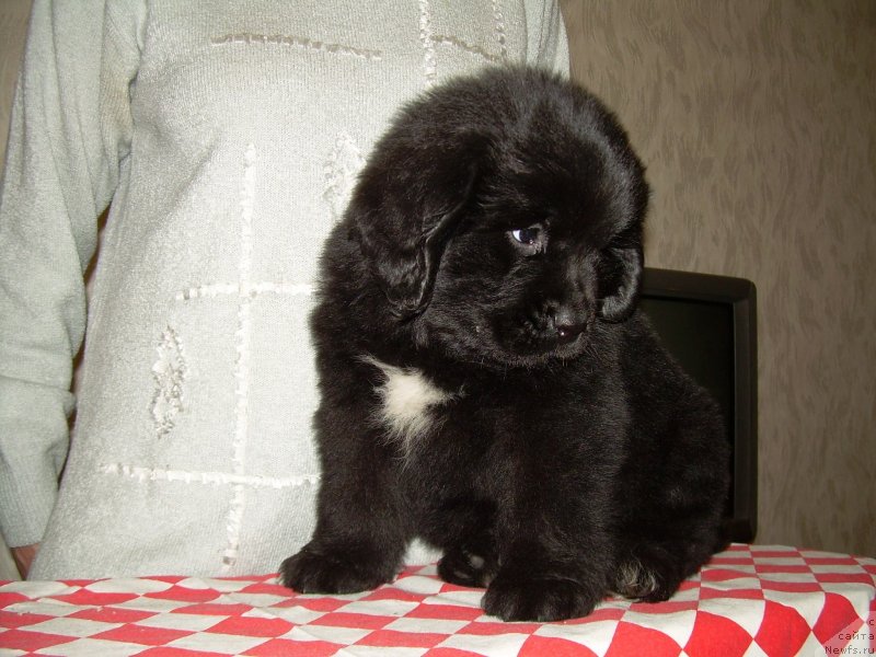 Фото: ньюфаундленд Velyke Malyatko Vidvazhna Charivna Tatoshka