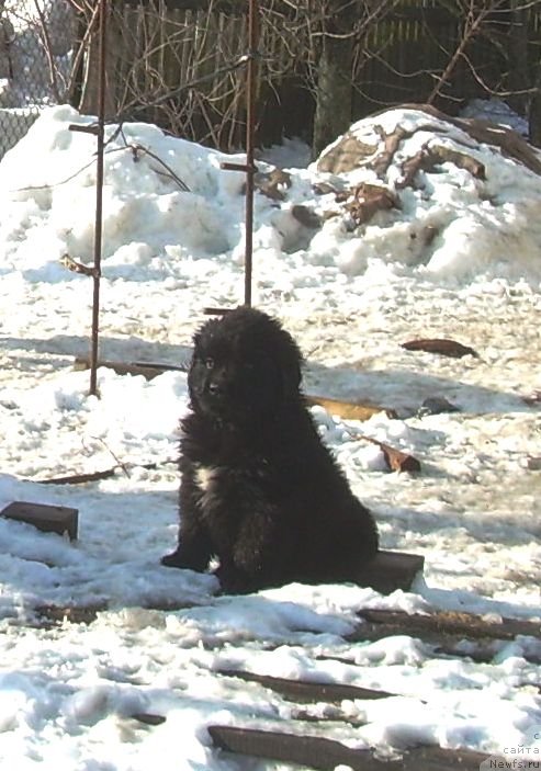 Фото: ньюфаундленд Velyke Malyatko Vidvazhna Charivna Tatoshka
