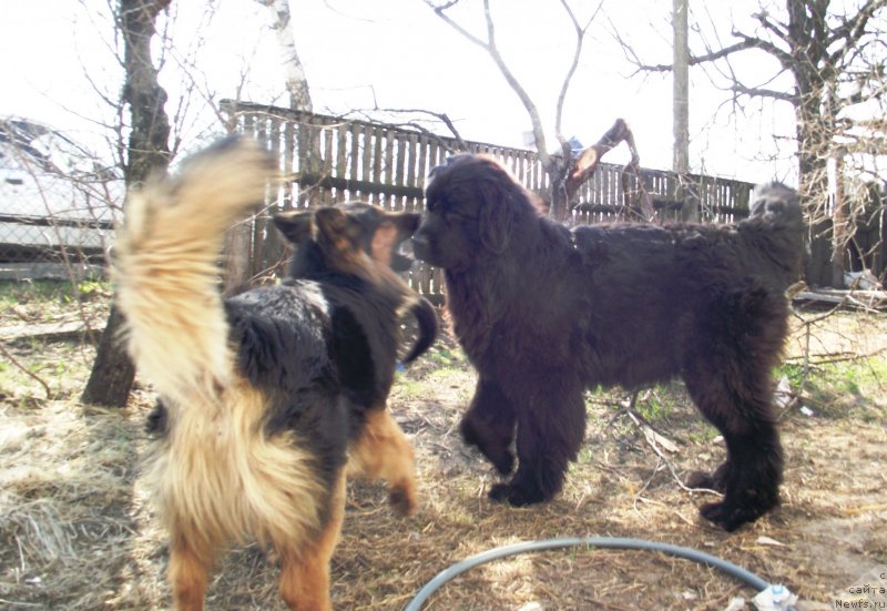 Фото: ньюфаундленд Tsukatochka Alisha Bolshoj Malysh