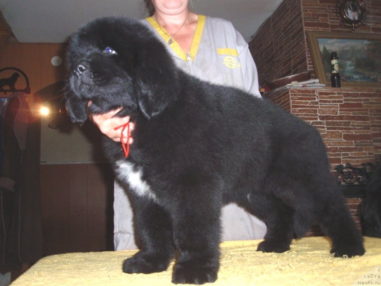 Фото: ньюфаундленд Allegro Assai Luna (Аллегро Ассаи Луна)