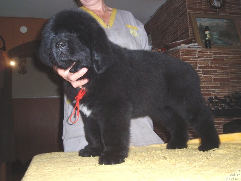 Фото: ньюфаундленд Allegro Assai Luna (Аллегро Ассаи Луна)