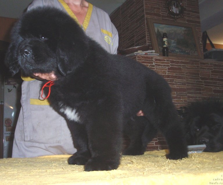 Фото: ньюфаундленд Allegro Assai Luna (Аллегро Ассаи Луна)