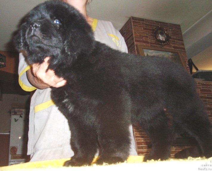 Фото: ньюфаундленд Vilayda SHikarnaya Ledi (Вилайда Шикарная Леди)