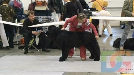 Фото: ньюфаундленд Ayvengo Viva Jeniz (Айвенго Вива Дженис)